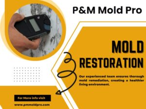 The Hidden Dangers of Mold in Your Home Why Hiring a Professional Mold Remediation Company in NJ is Crucial